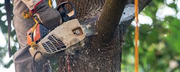  Hoisington, KS Tree Services Pros