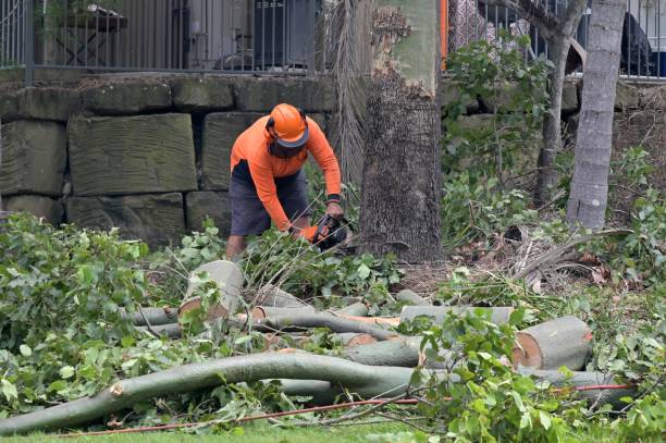 Best Storm Damage Tree Cleanup  in Hoisington, KS