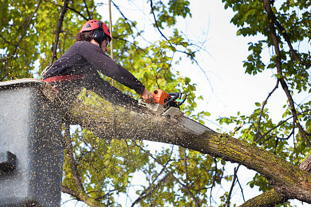 How Our Tree Care Process Works  in  Hoisington, KS