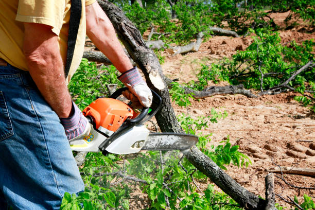 Reliable Hoisington, KS Tree Services Solutions